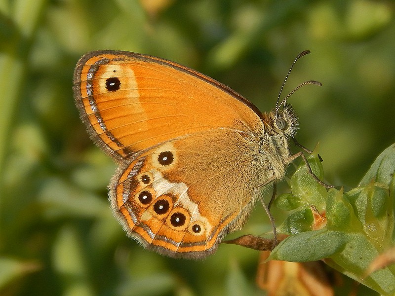 Coenonympha corinna elbana